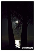 La Palma Princess, Moon Through The Palms, 18th September 2013