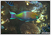 Parrot Fish